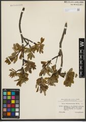 Foto von Salix waldsteiniana Willd.